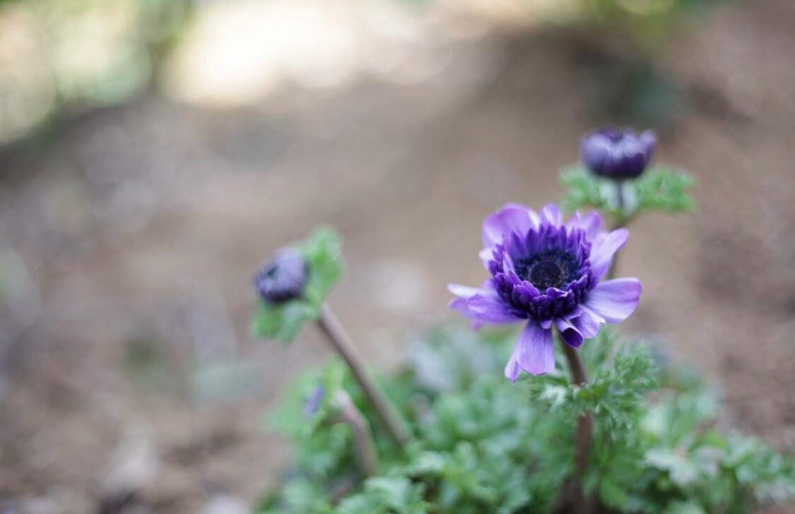 原未来ポートフォリオ10